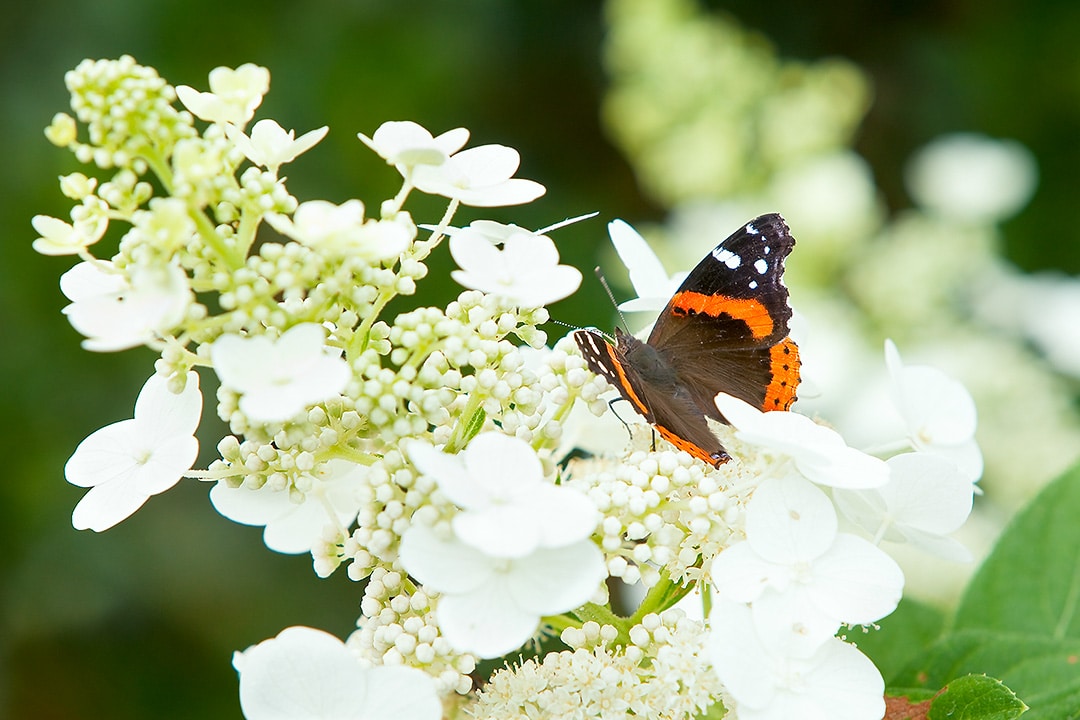 Orange and black butterfly sitting on a white Panicled Hydrangea