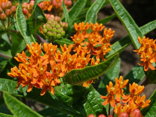 Close up of orange Butterfly Milkweed