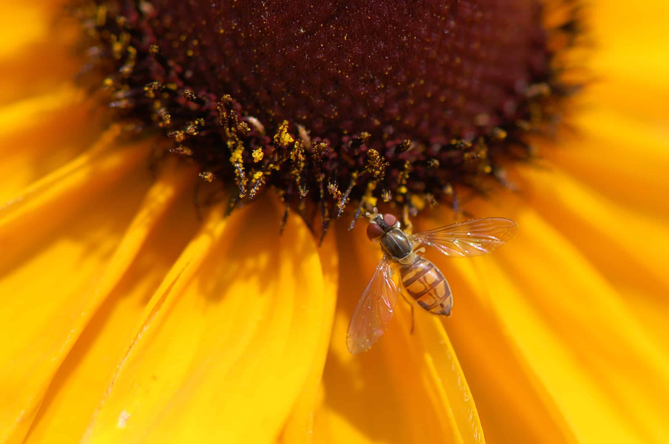 Close up of a bee on a Black Eyed Susan