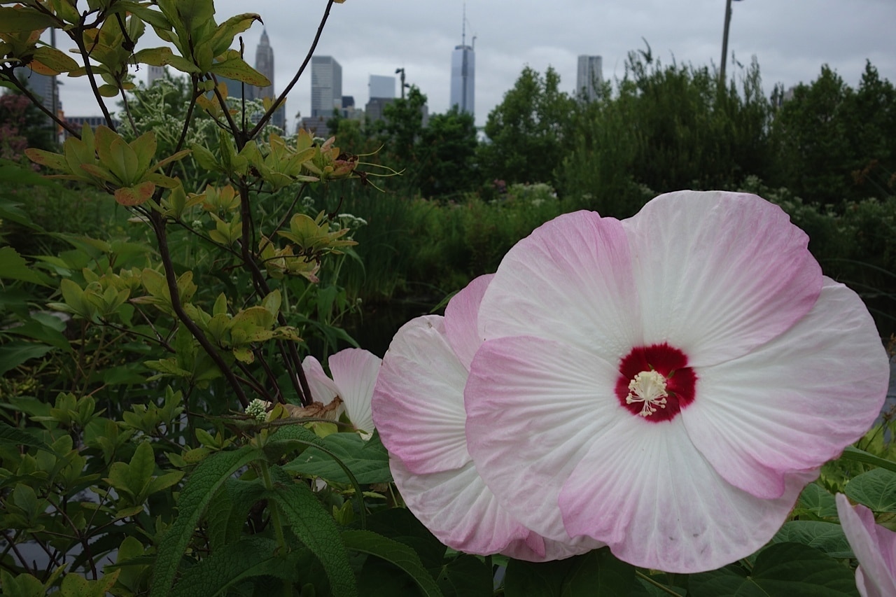 Close up of a Rose Mallow on a cloudy day.