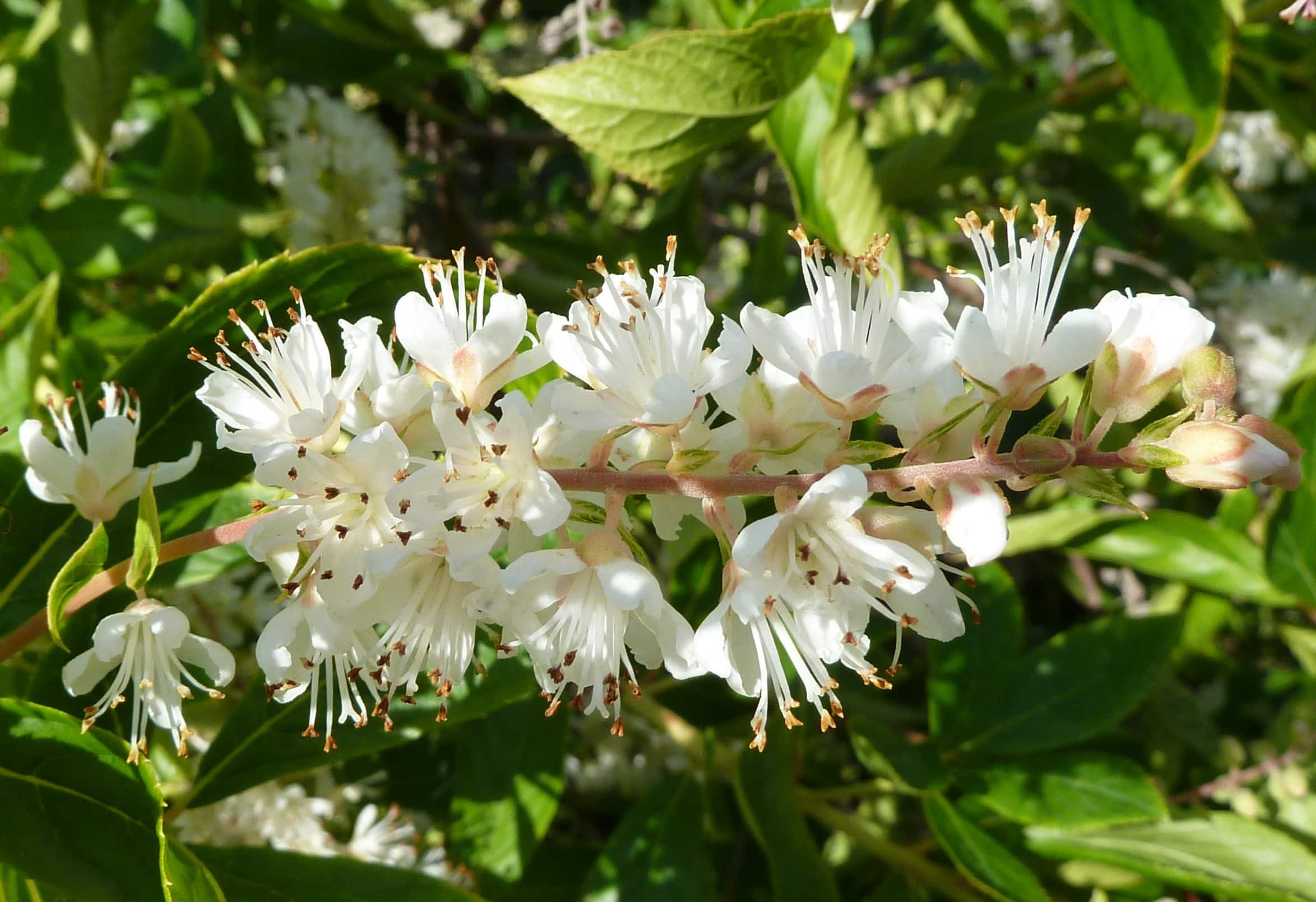 White Summersweet flowers