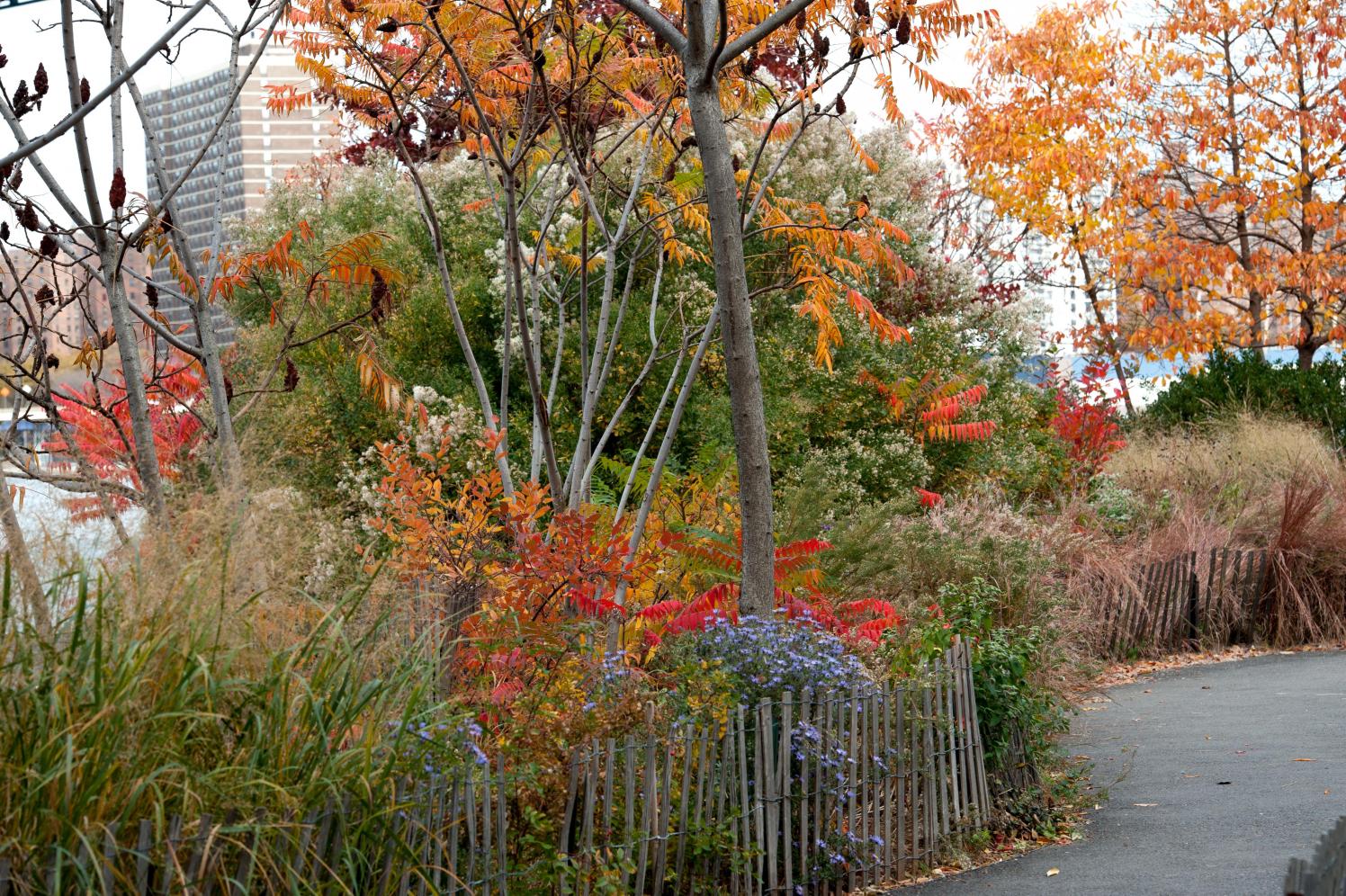 Trees with fall leaves next to a pathway with flowers.
