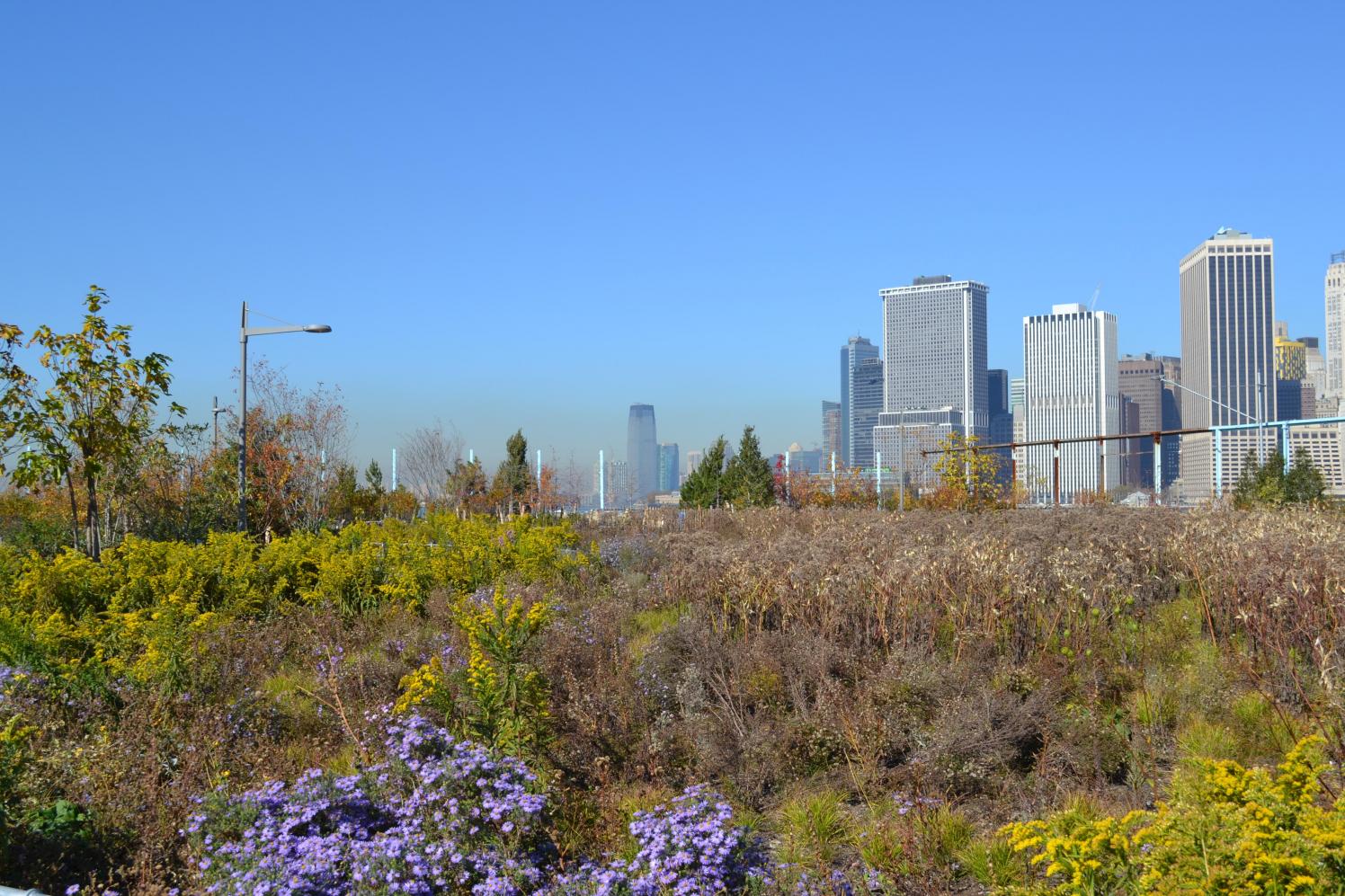 Pier 6 Flower Field with purple flowers and lower Manhattan in the distance.