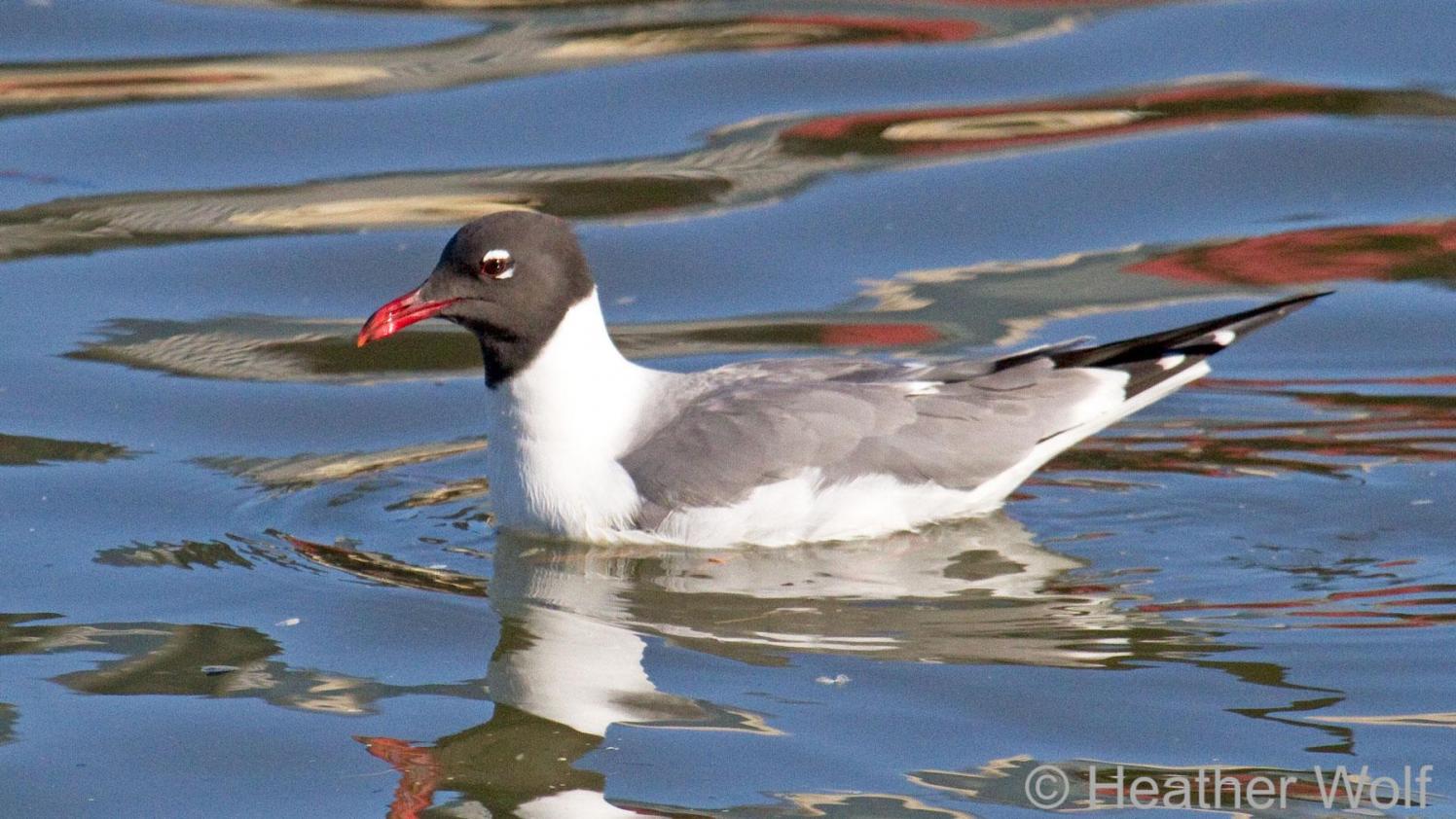 Laughing Gull in the water on a sunny day.