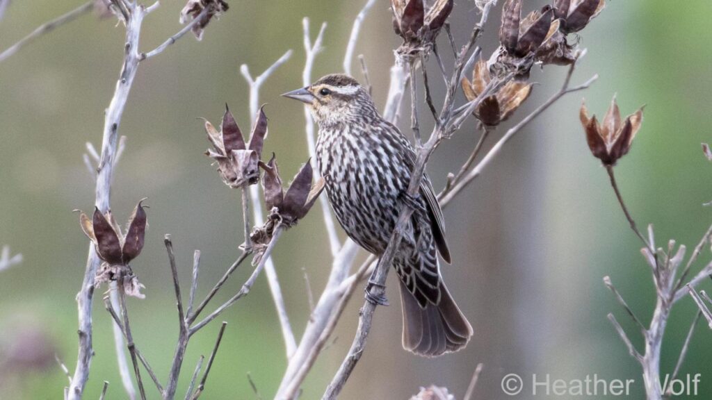 Female Red-winged Blackbird on a branch