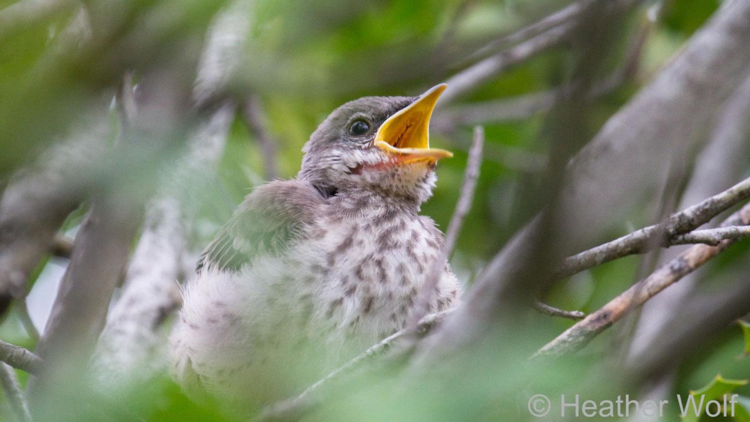 Northern Mockingbird Fledgling with mouth open sitting in branches.