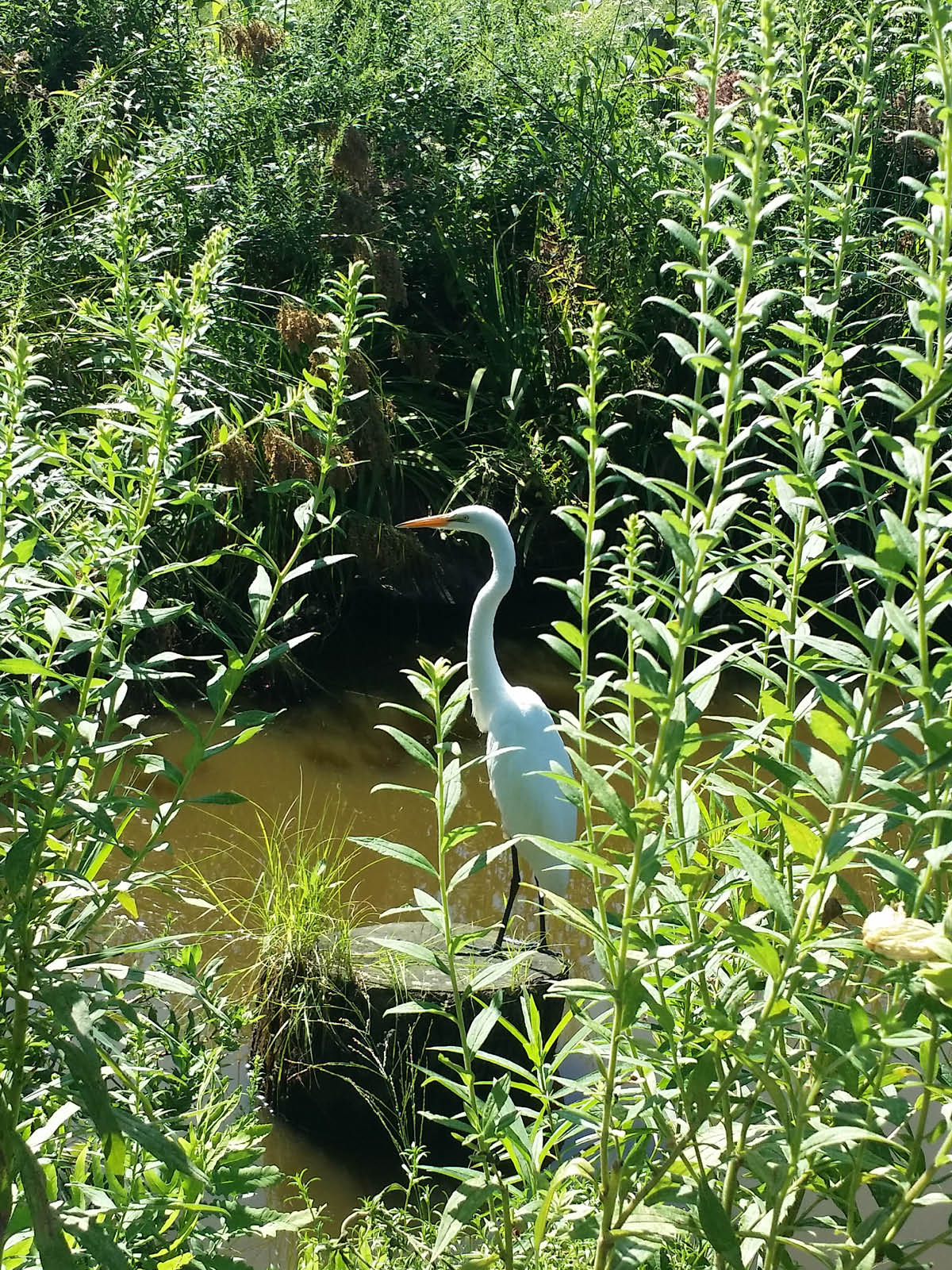 Great egret seen on a log in the water surrounded by grasses.