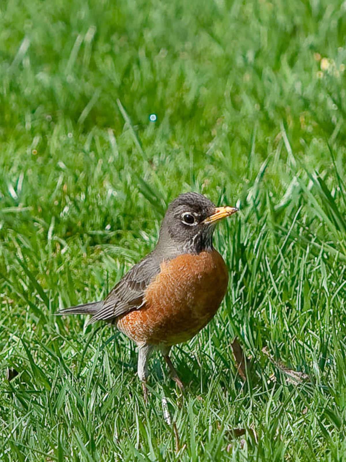 Close up of a robin in the grass.