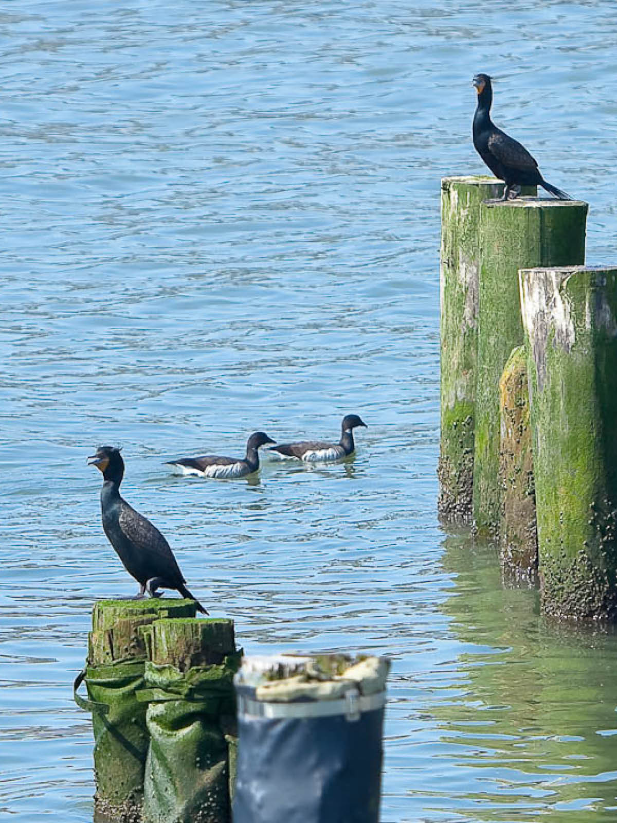 Cormorants sitting on piles in the water on a sunny day.