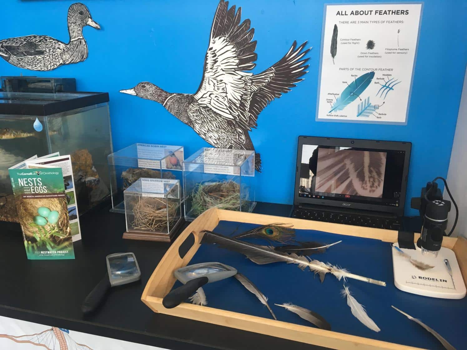 Learning exhibit about birds.