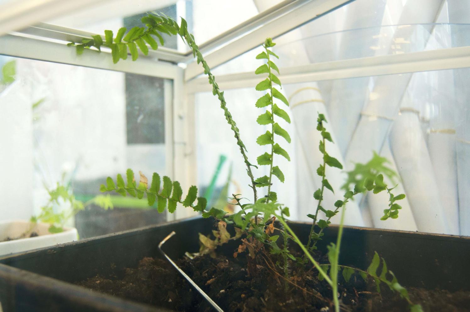 Plant growing in a terrarium.