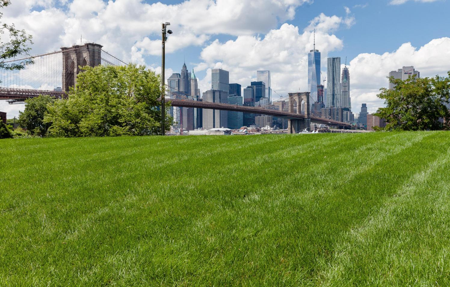 View of a lawn on a sunny day. Lower Manhattan is seen in the background.